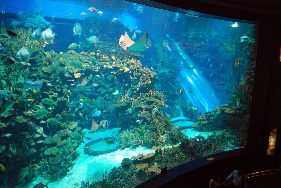 Various Exhibits at the beijing aquarium
