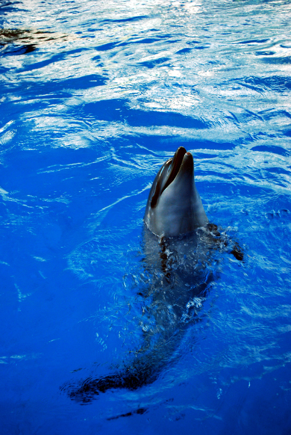 Various Exhibits at the beijing aquarium