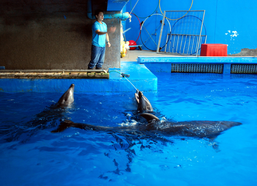 Various Exhibits at the beijing aquarium