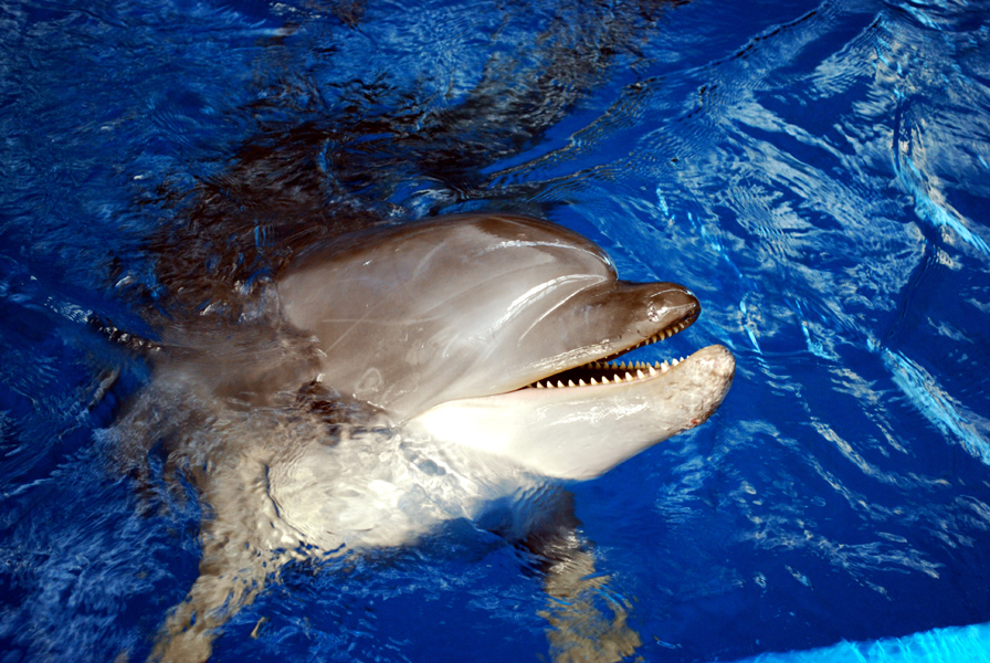 Various Exhibits at the beijing aquarium