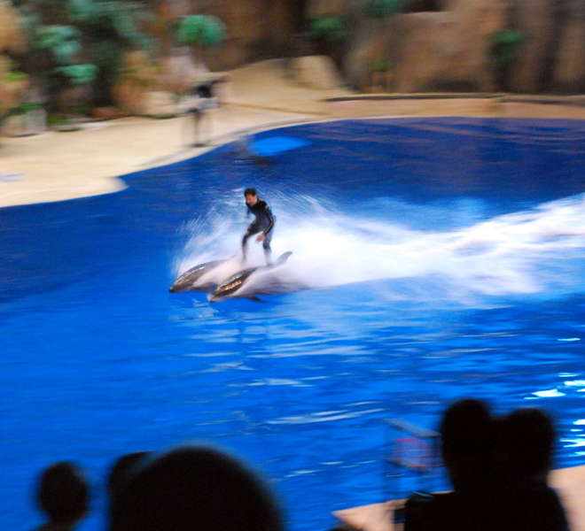 Various Exhibits at the beijing aquarium