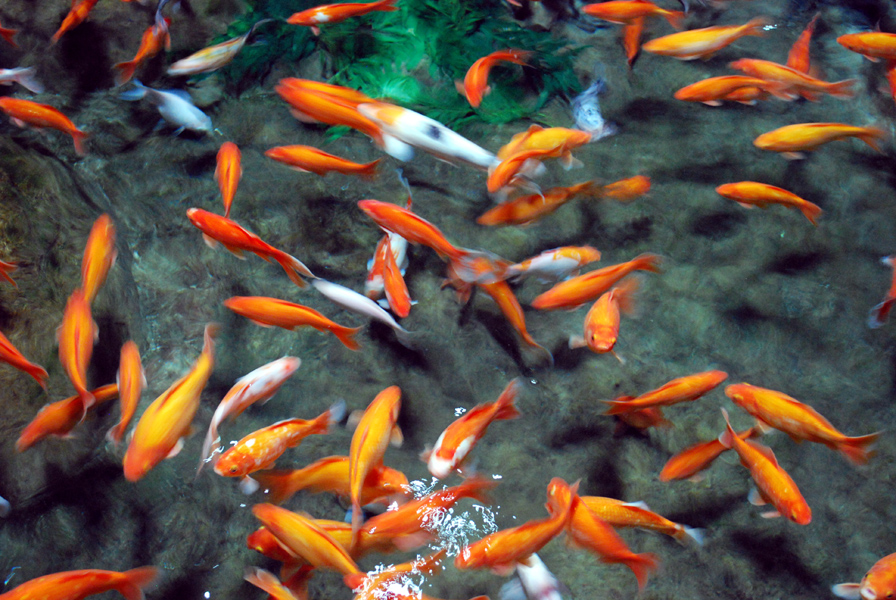 Various Exhibits at the beijing aquarium