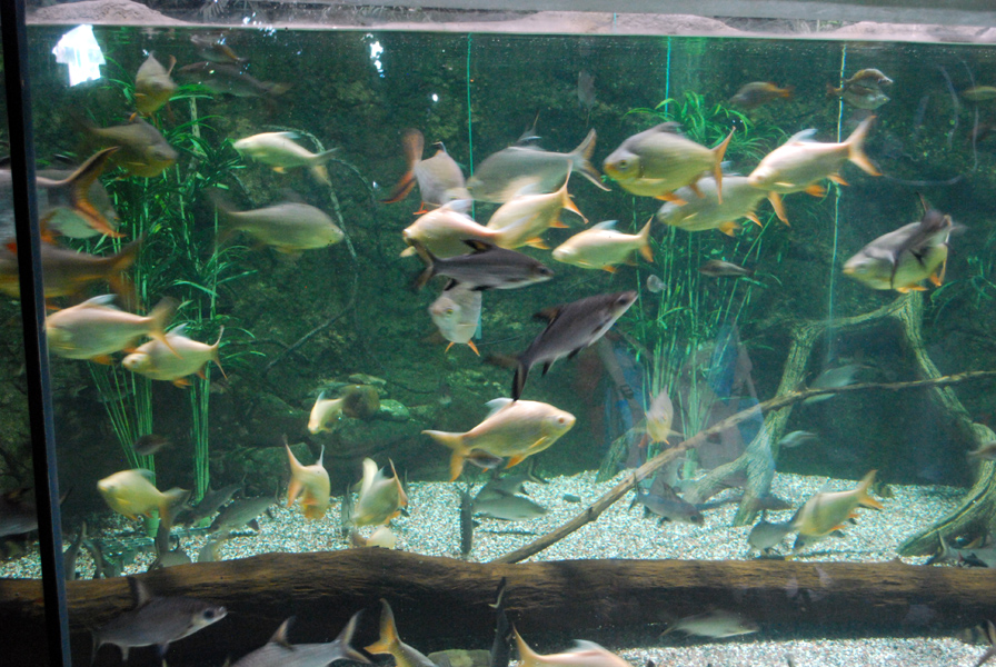 Various Exhibits at the beijing aquarium