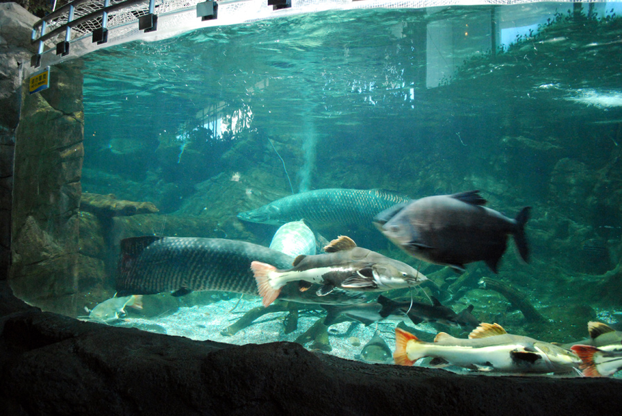 Various Exhibits at the beijing aquarium