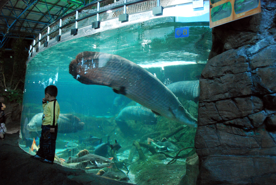 Various Exhibits at the beijing aquarium