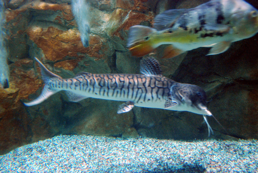 Various Exhibits at the beijing aquarium