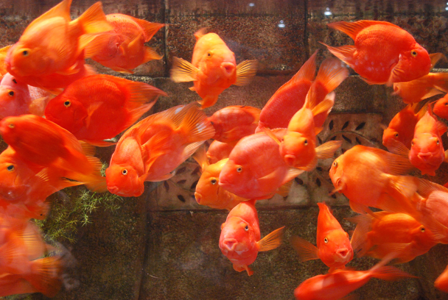 Various Exhibits at the beijing aquarium