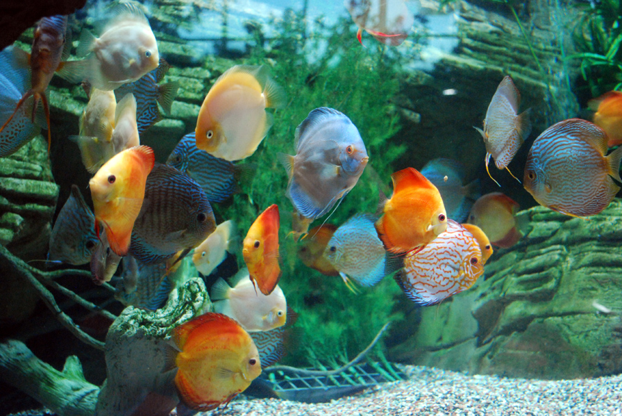 Various Exhibits at the beijing aquarium
