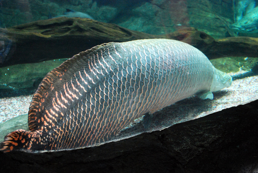Various Exhibits at the beijing aquarium