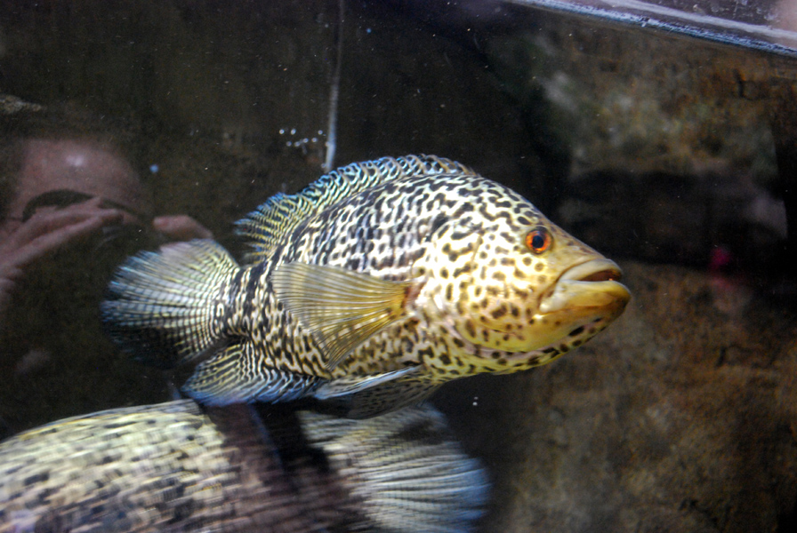 Various Exhibits at the beijing aquarium