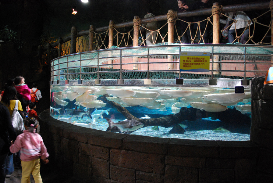 Various Exhibits at the beijing aquarium