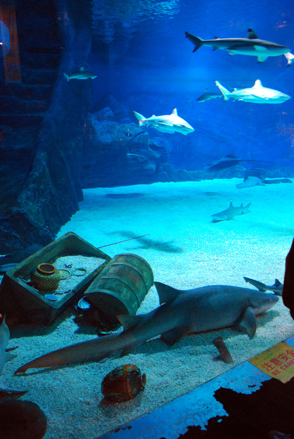 Various Exhibits at the beijing aquarium