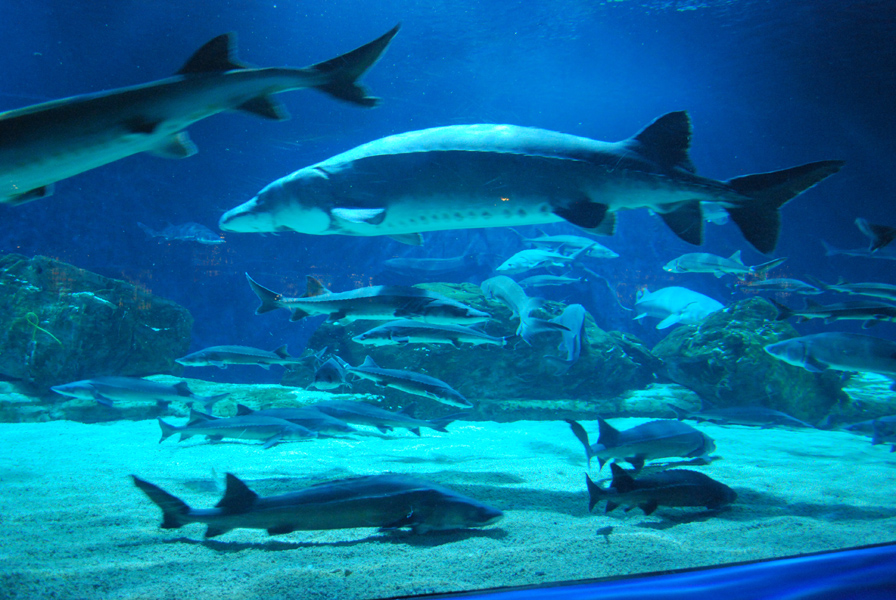 Various Exhibits at the beijing aquarium