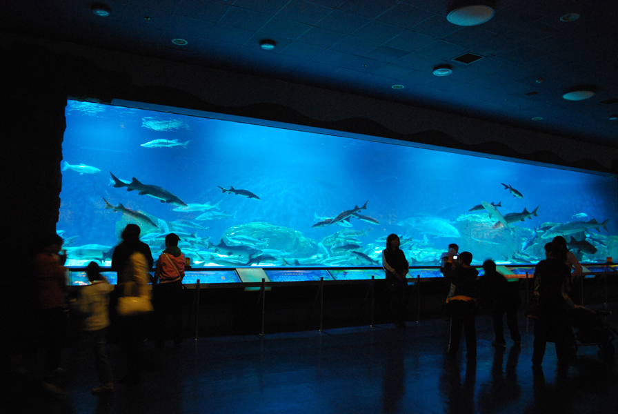Various Exhibits at the beijing aquarium