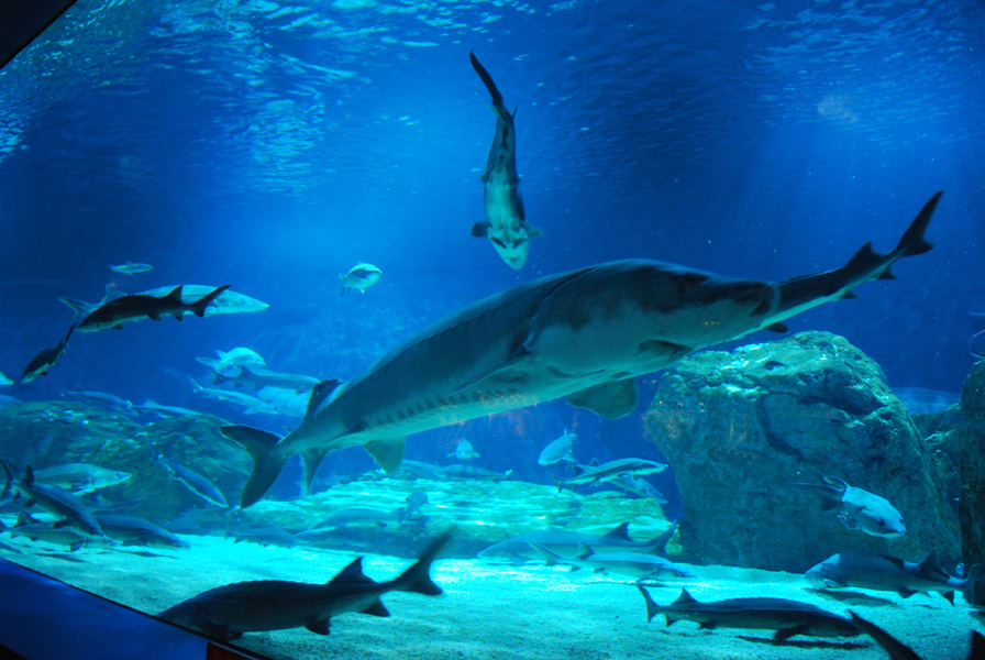 Various Exhibits at the beijing aquarium