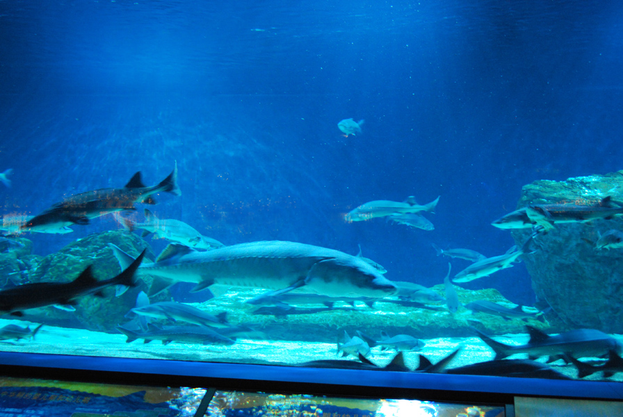 Various Exhibits at the beijing aquarium
