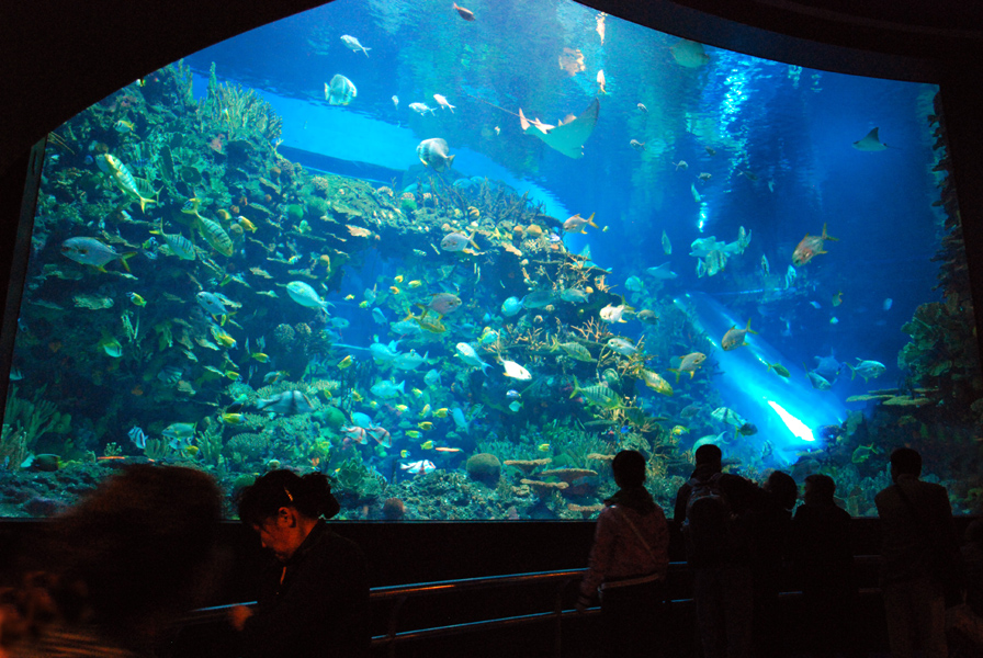 Various Exhibits at the beijing aquarium