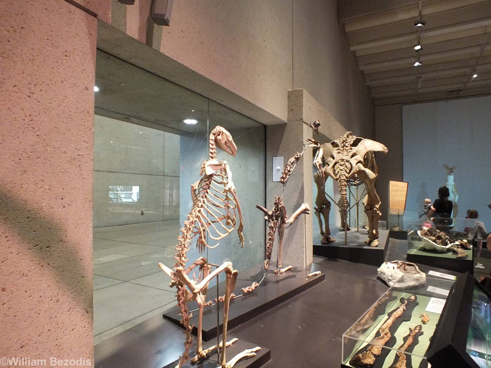 Various Extinct Marsupials - Queensland Museum