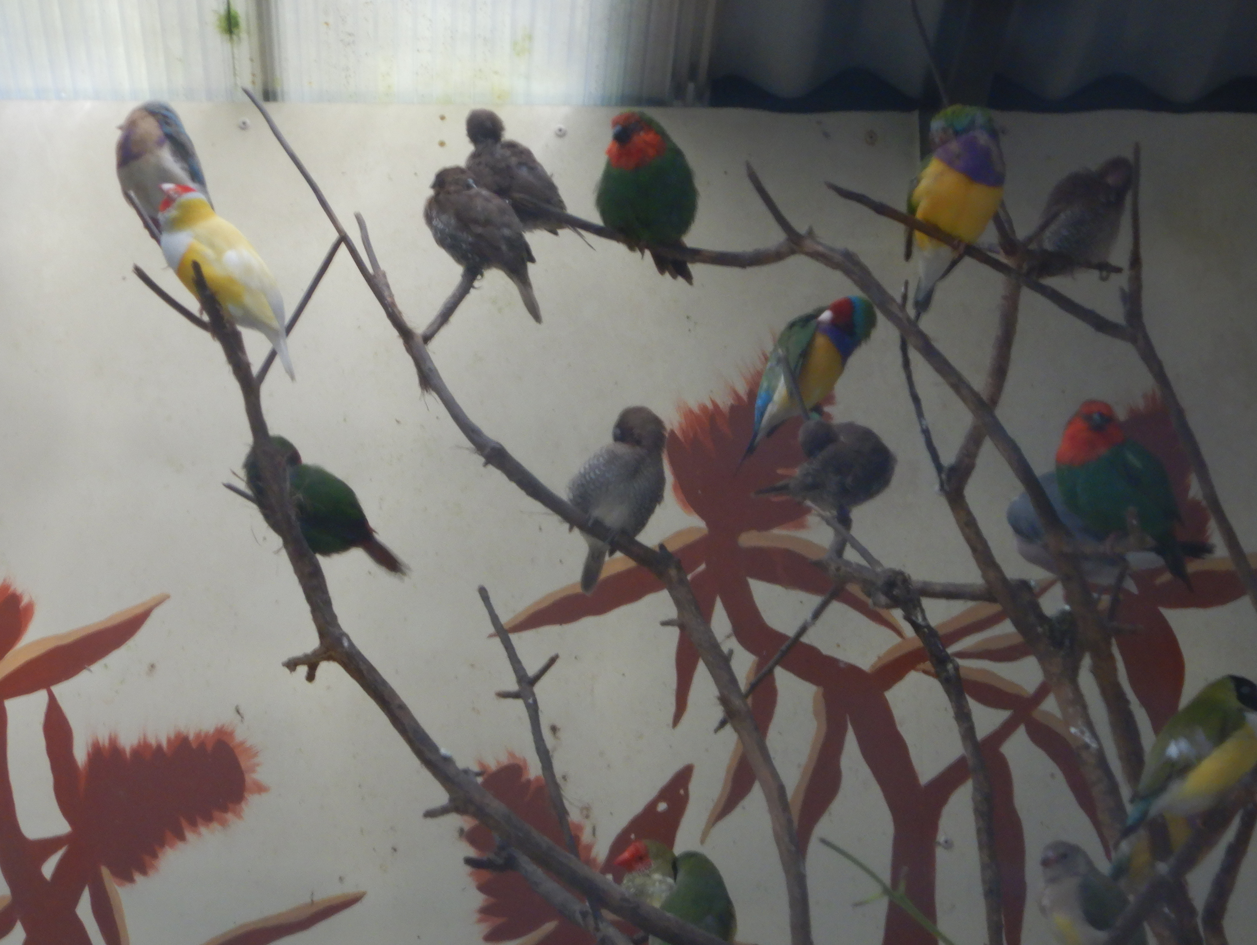 Various Finches