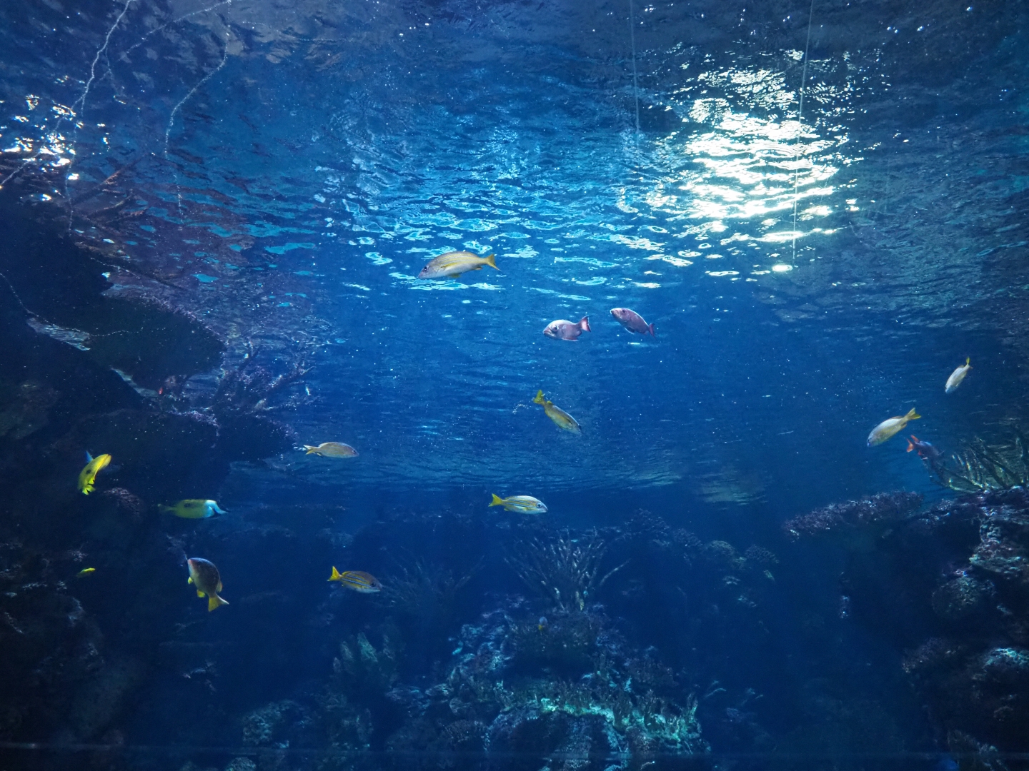 Various fish in the reef canyon tank (Sep 16th, 2018)