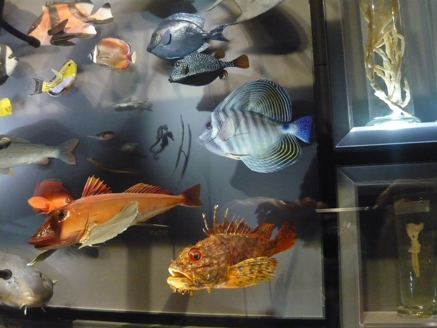 Various fishes