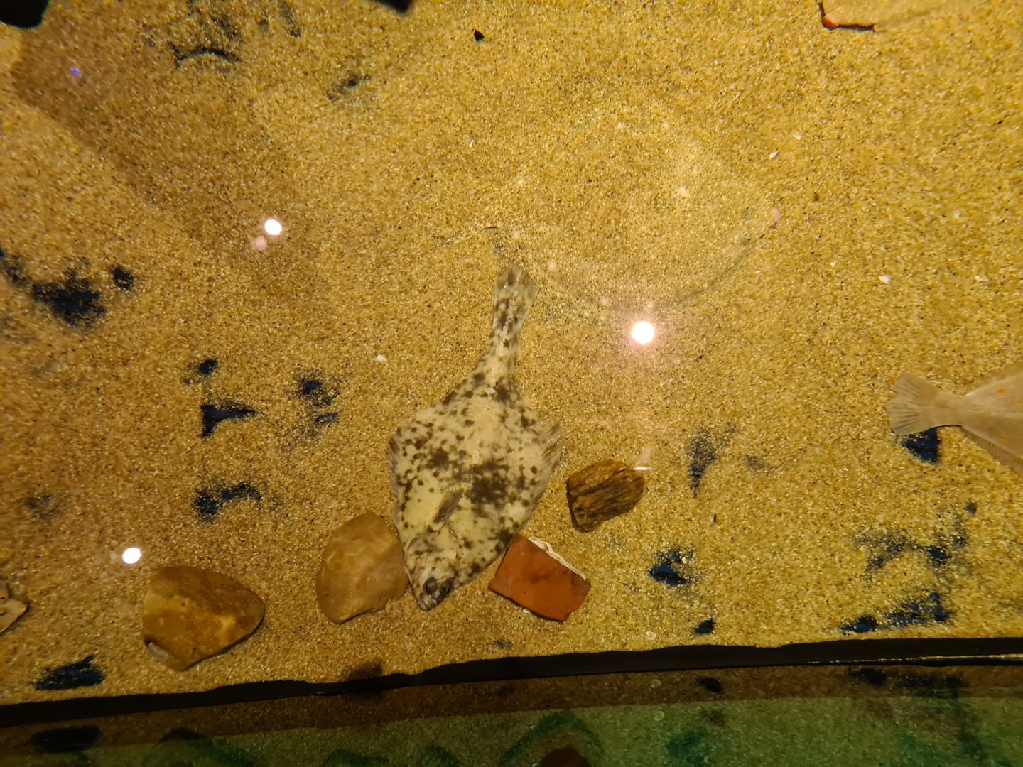 Various flatfish in Wreck tank