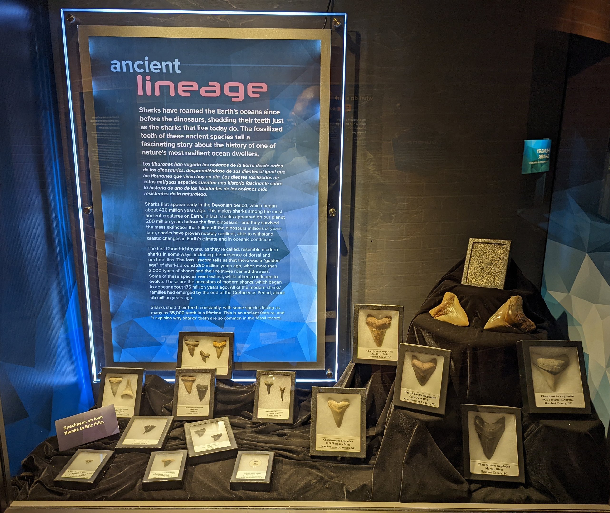 Various Fossil Shark Tooth Displays