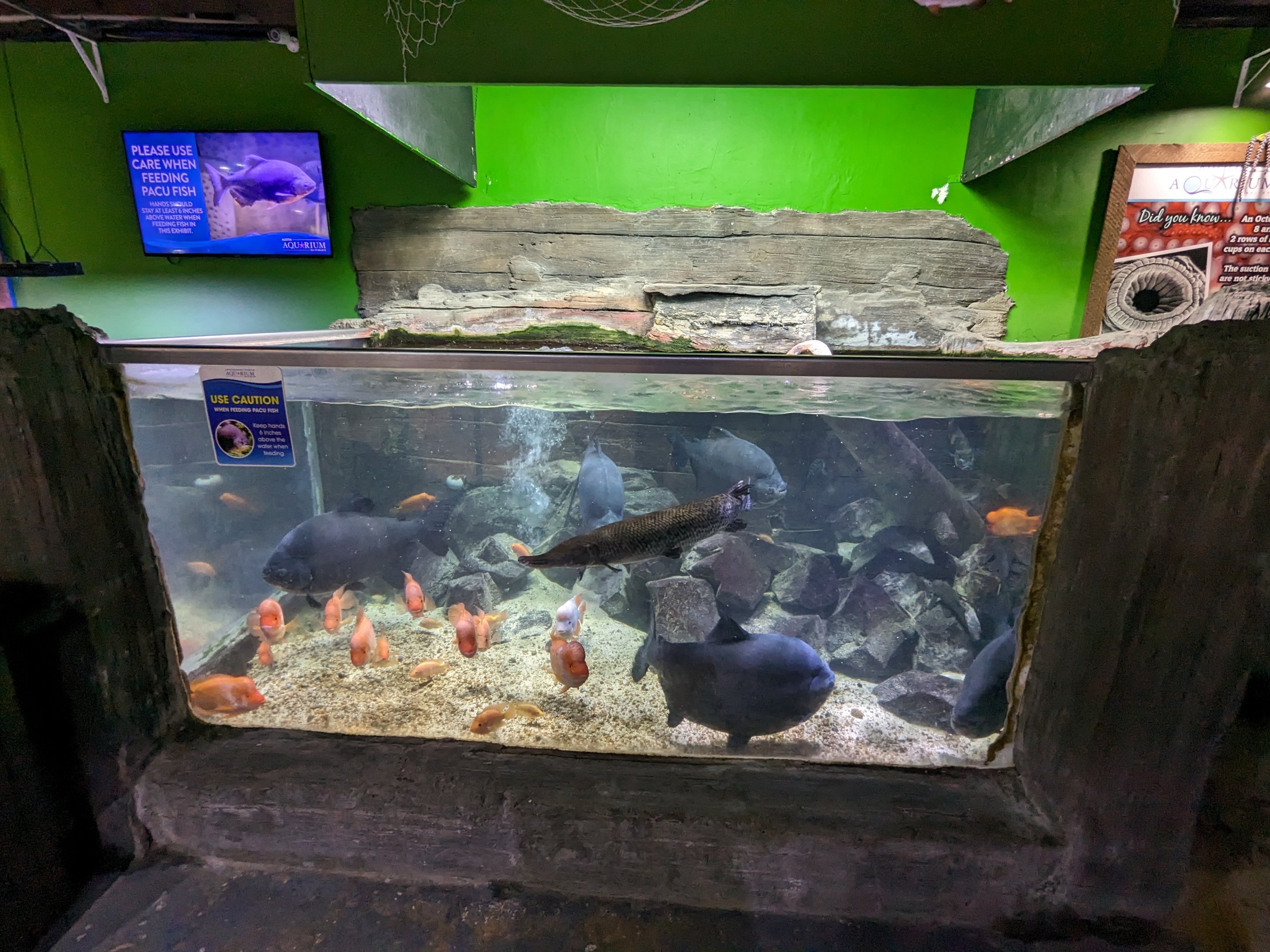 Various freshwater fish medium tank