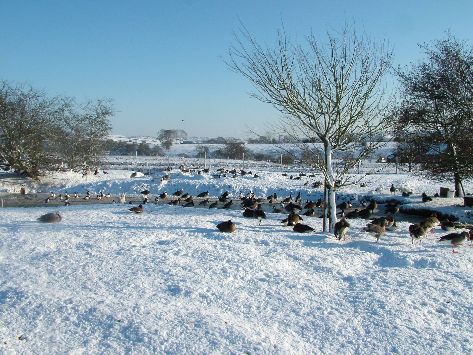 Various geese, Blackbrook in the Snow, 03/01/10