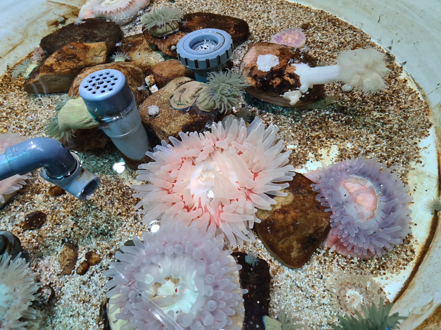 Various inhabitants of rock pool tanks