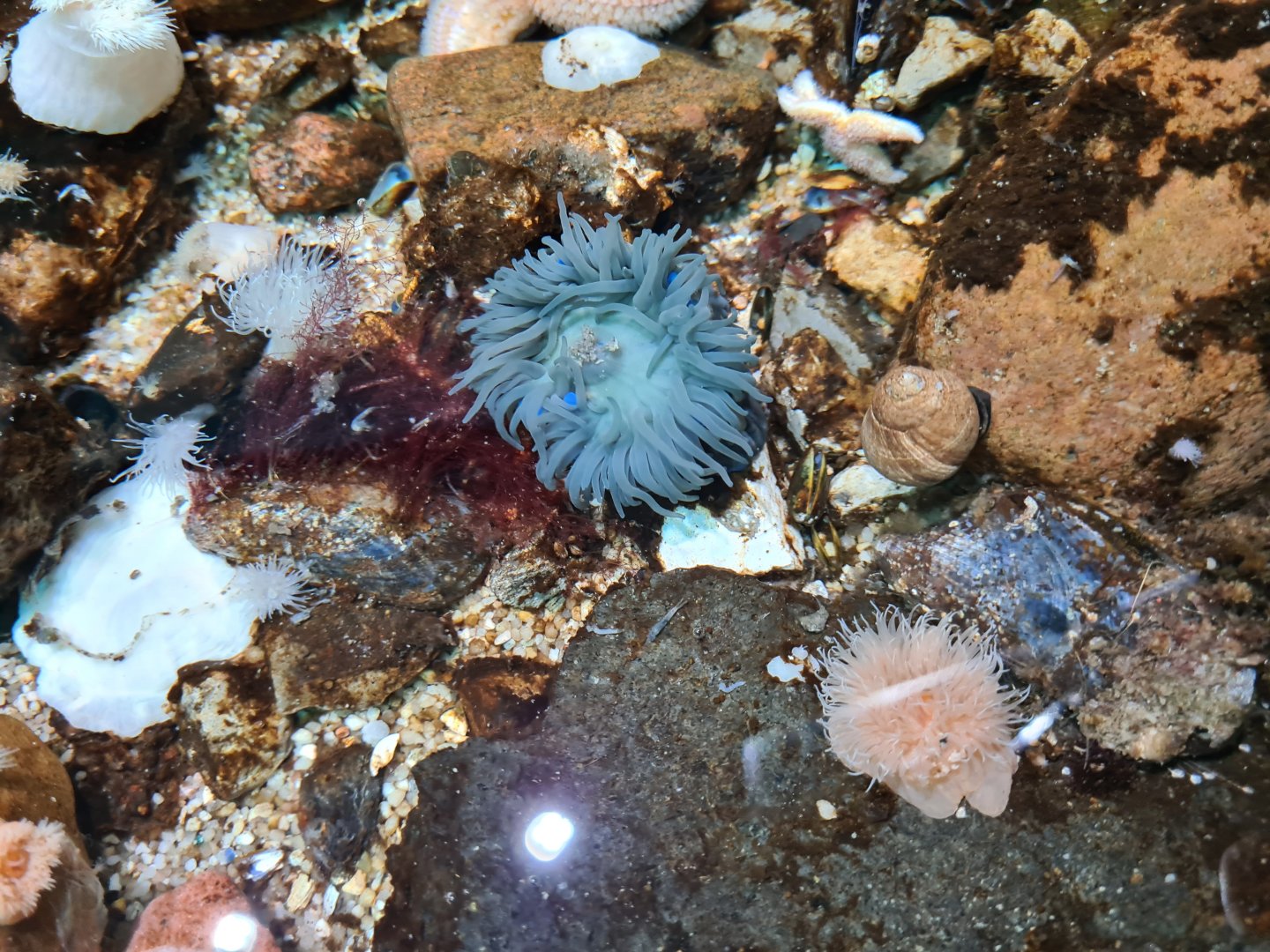 Various inhabitants of rock pool tanks