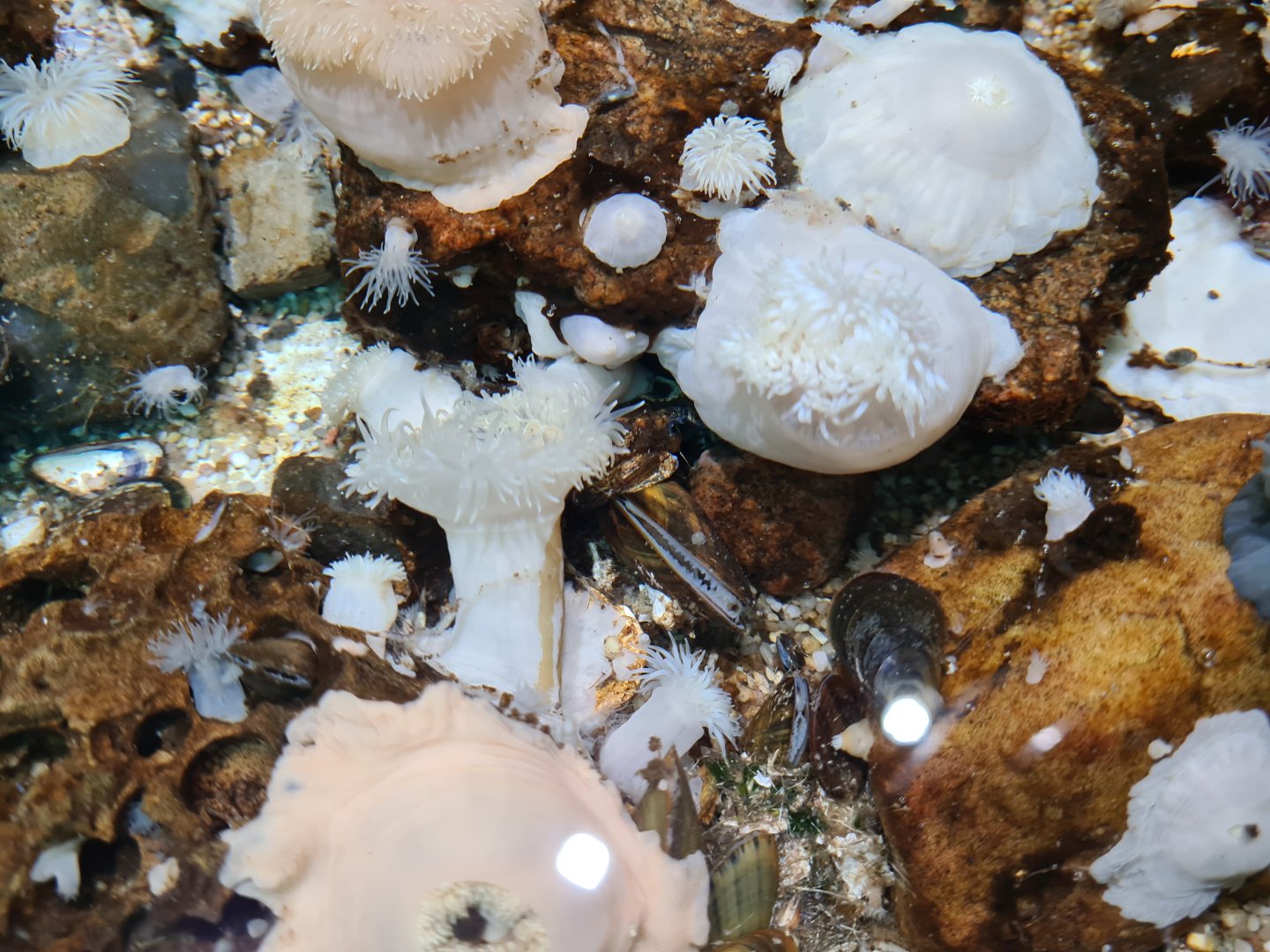 Various inhabitants of rock pool tanks