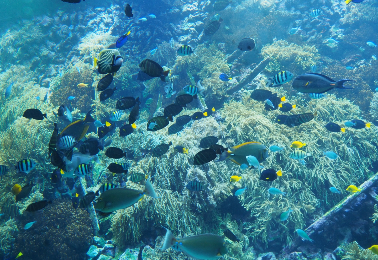 Various inhabitants of the 300.000 living reef tank (Feb 27th, 2019)