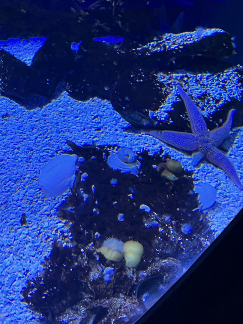 Various invertebrate IDs needed