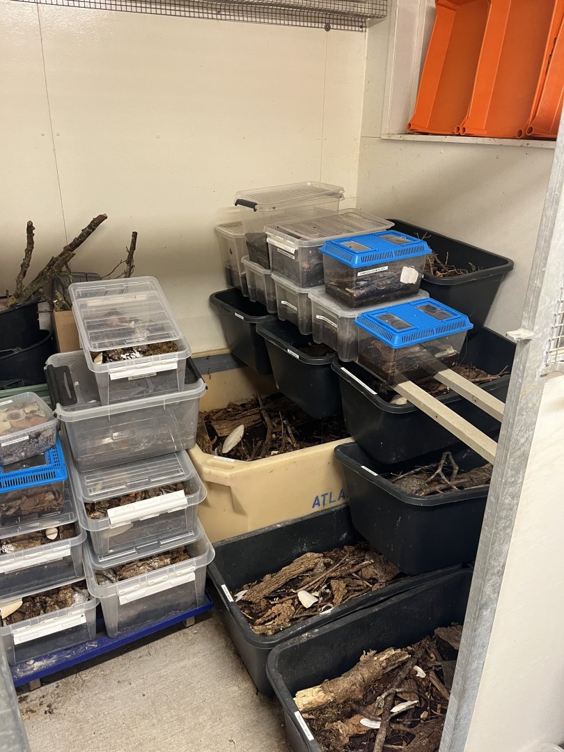 Various Isopods (A. klugi, Cubaris sp. Panda King, various Porcellio, etc) (7/17/25)