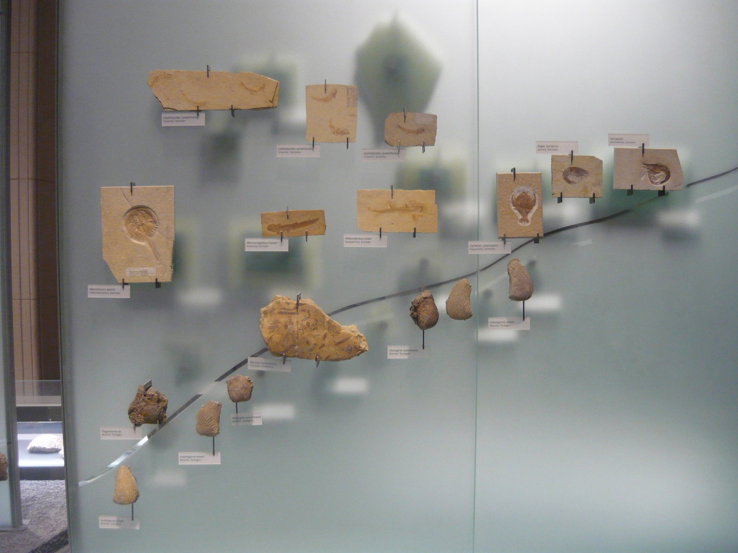 Various Jurassic fossils