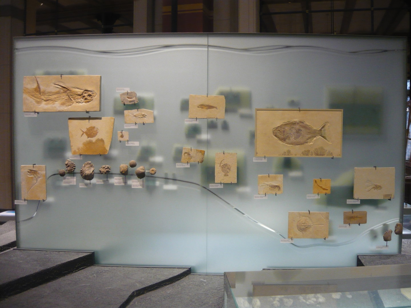 Various Jurassic fossils