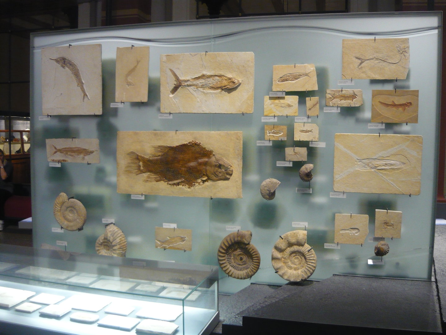 Various Jurassic fossils