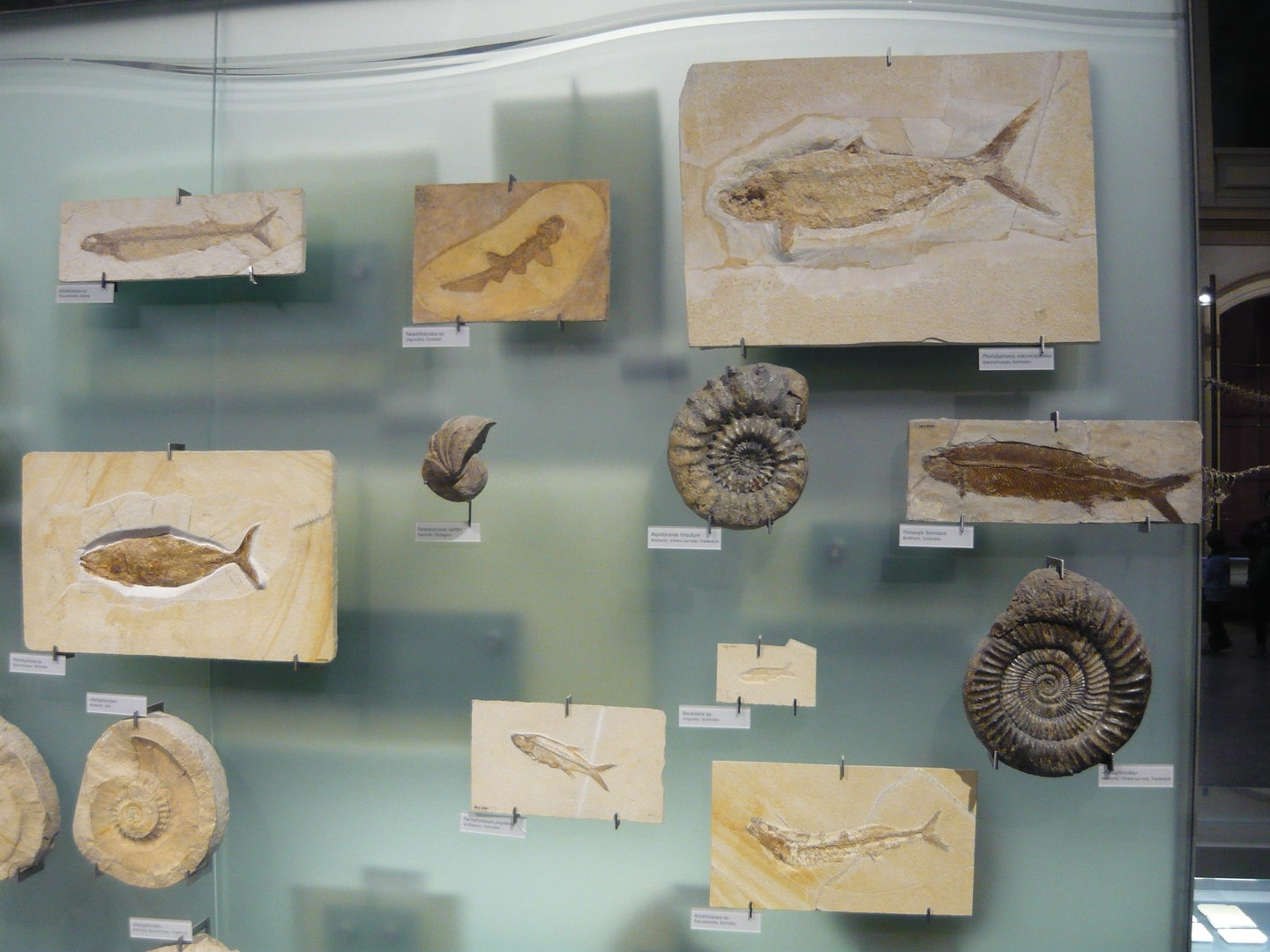 Various Jurassic fossils