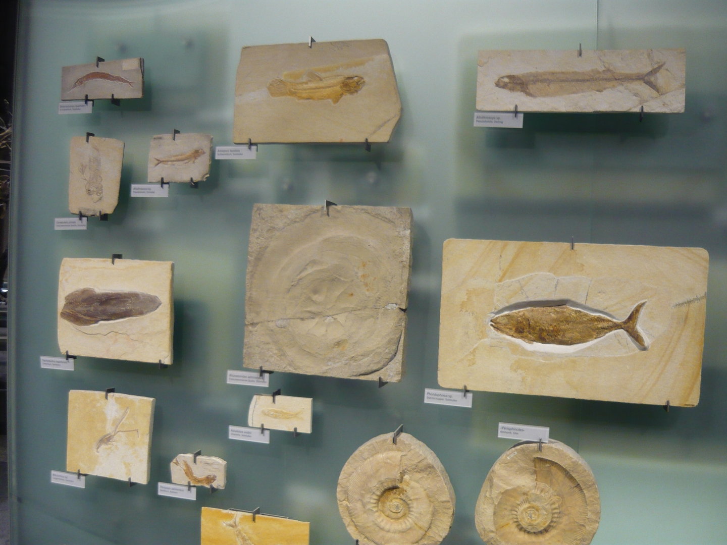 Various Jurassic fossils