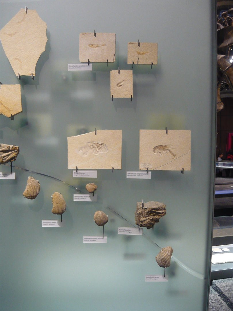 Various Jurassic fossils