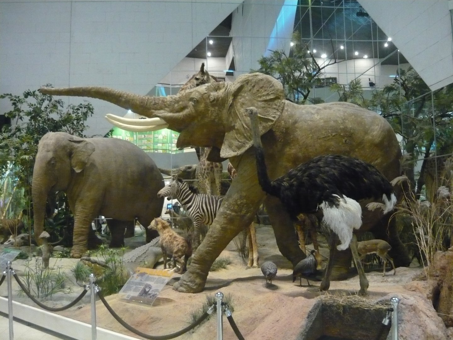 Various large animals