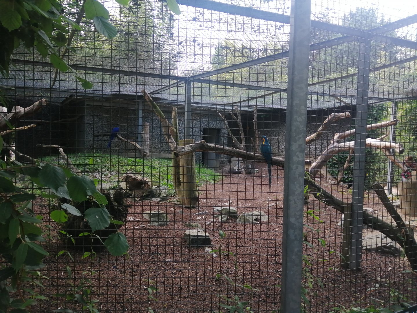 Various Macaws Aviary
