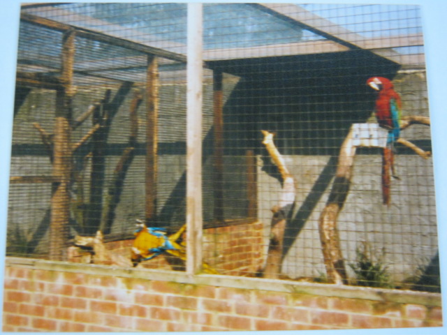 Various macaws, Basildon Zoo 1989.