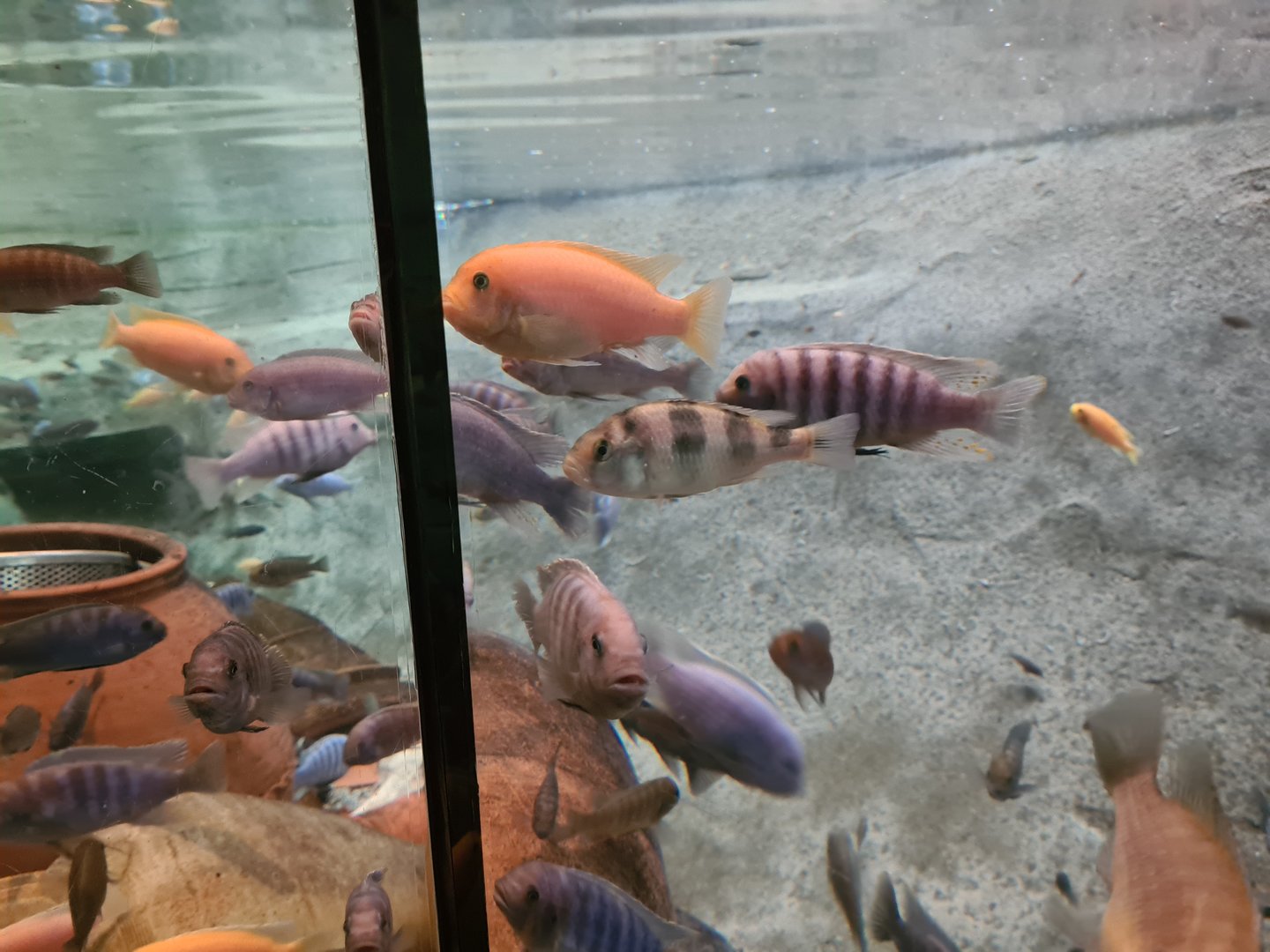 Various Malawi cichlids in Dwarf croc enclosure