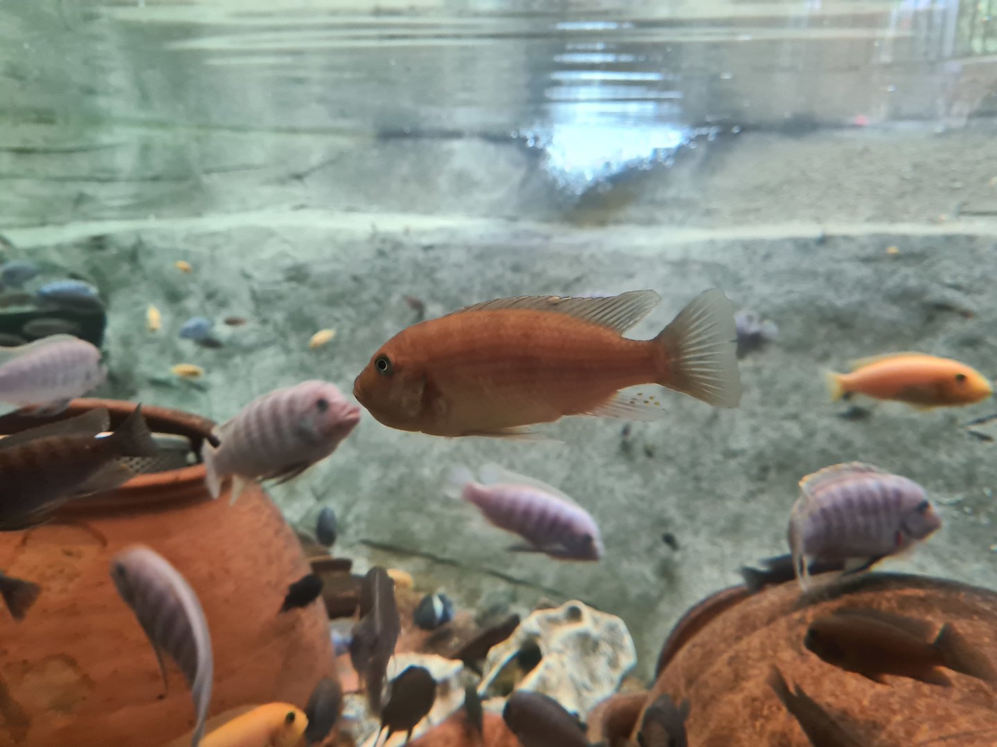 Various Malawi cichlids in Dwarf croc enclosure