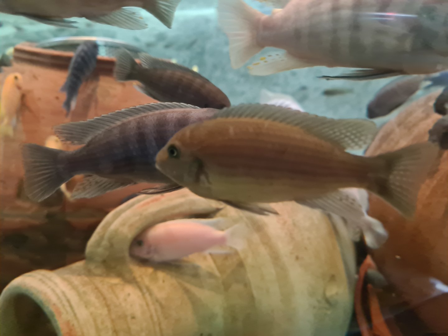 Various Malawi cichlids in Dwarf croc enclosure