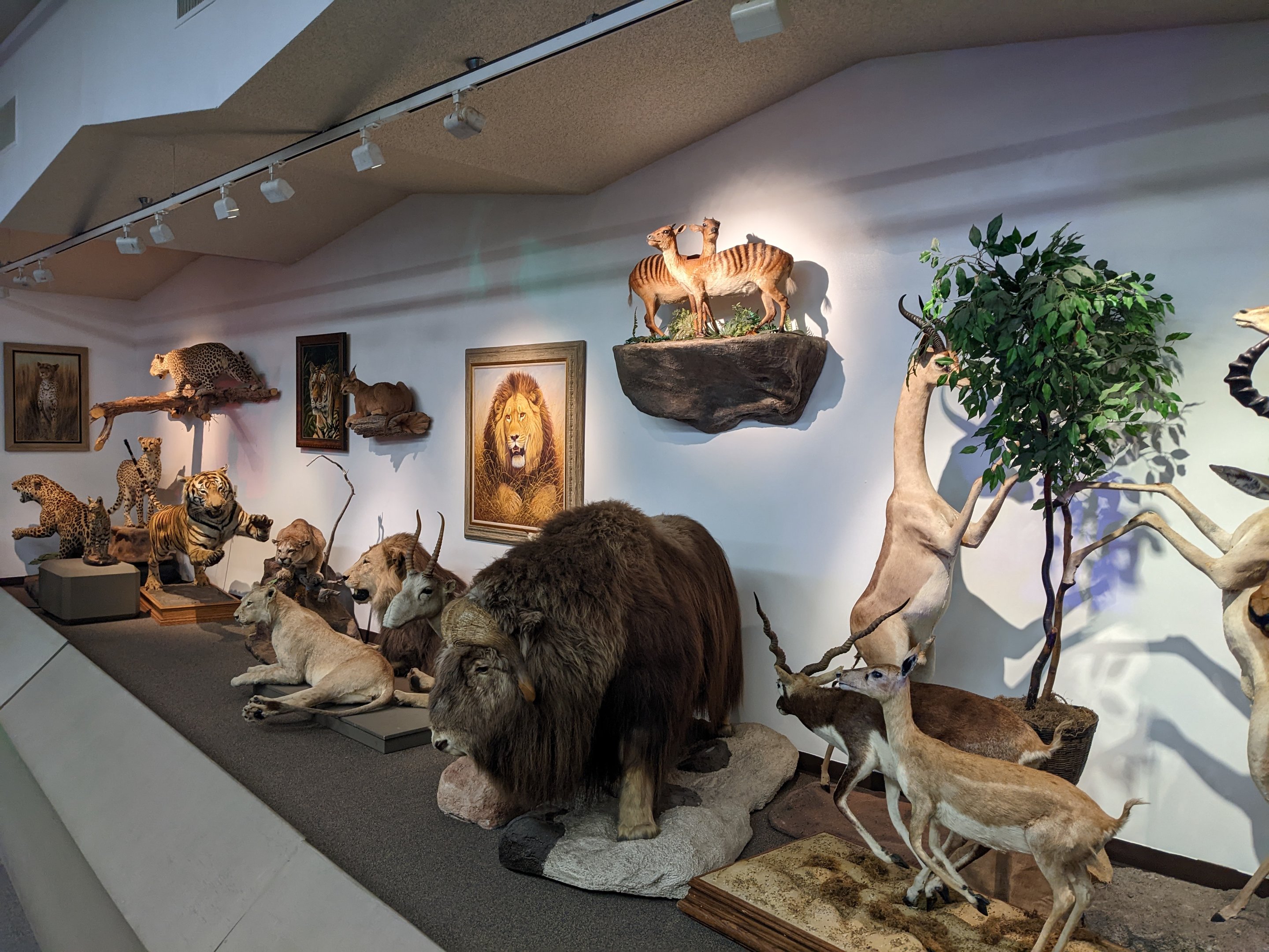 Various mammal hall