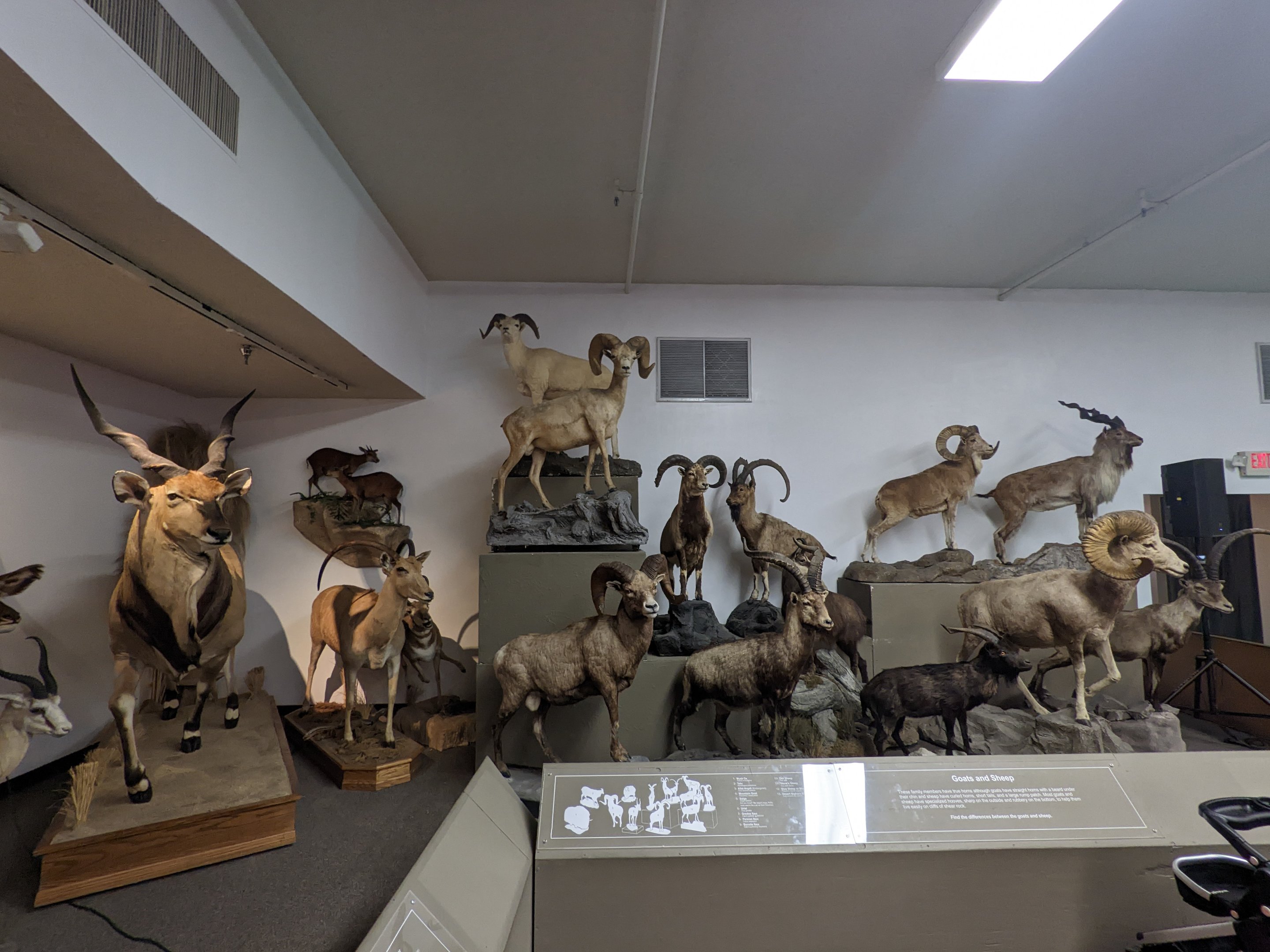 Various mammal hall