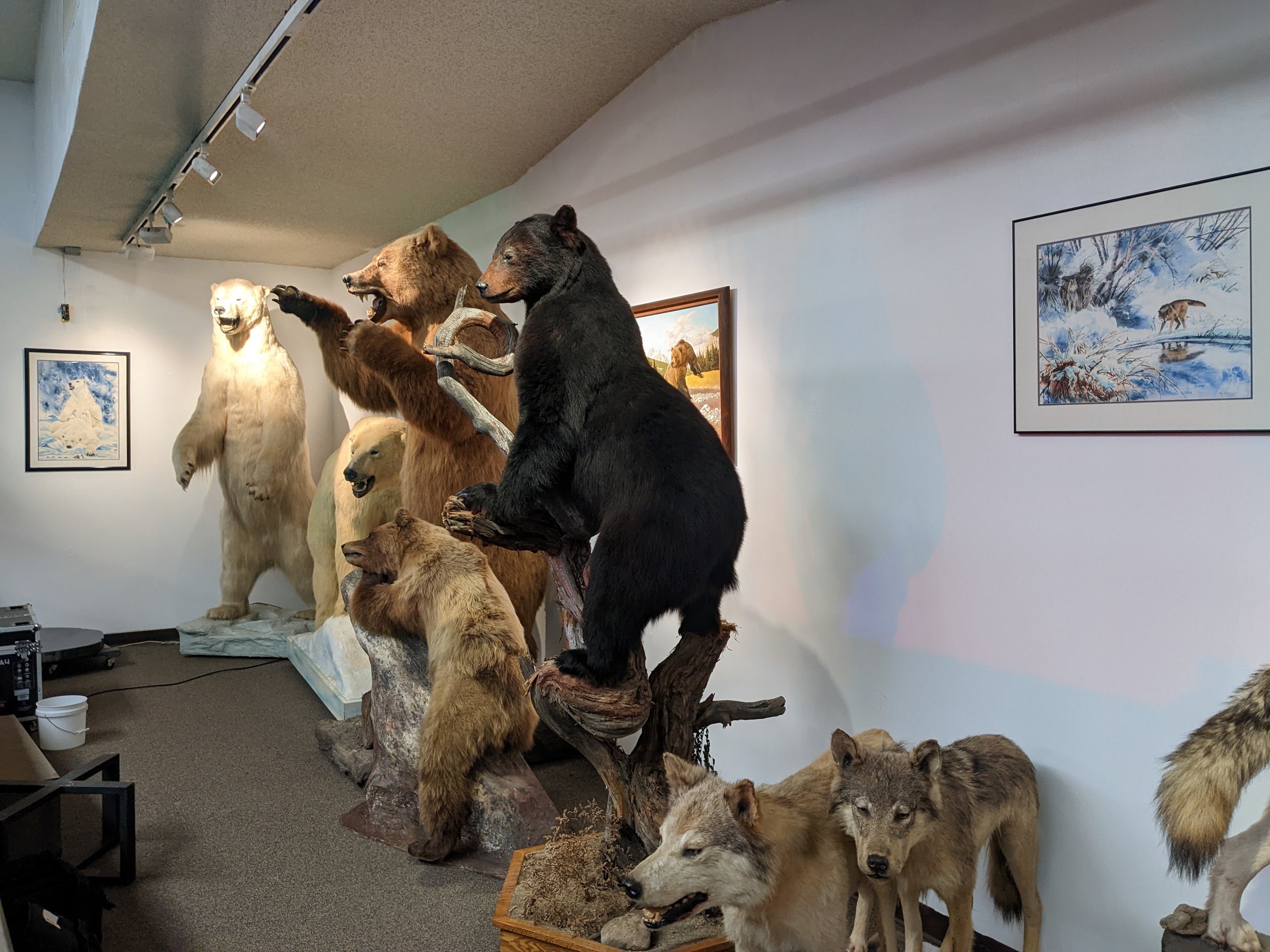 Various mammal hall
